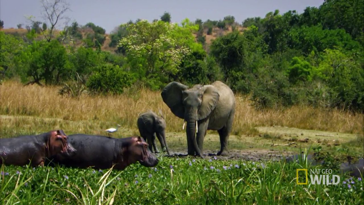 Nat Geo Wild.