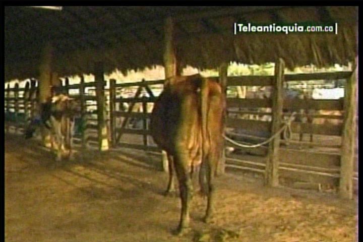 Mosca actual Teleantioquia  - 2013