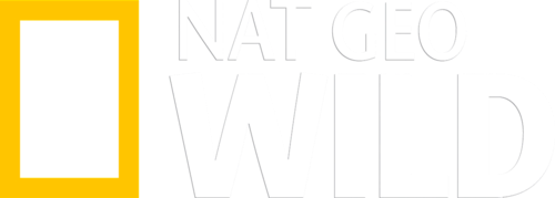 small.1200px-Nat_Geo_Wild_logo.png.51f20e8735f9bf4d948d34f96920127c.png